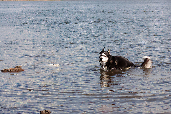 포토 JPG 해외이미지 동물 1 응시 호수 파도 사람없음 가로 물 강 햇빛 맑음 검은색 회색 젖음 흐름 바위 흰색 연못 개 꼬리 사냥개 동물상 해외포토 자연요소 시선 바다 컬러 컨셉 포유류 날씨 태양 조형물 돌_바위 파일형식 이미지허브