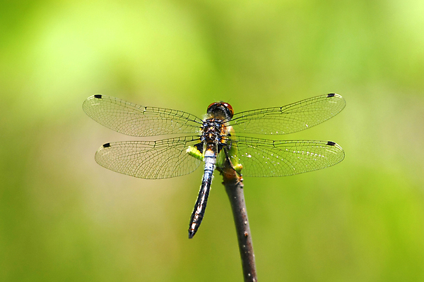 포토 JPG 해외이미지 식물 동물 공원 야생동물 곤충 백그라운드 잎 절지류 날개 자연 휴식 생물 사람없음 빨간색 초록색 물 여름 파란색 뷰티 정원 검은색 봄 연못 닫기 벌레 잠자리 작음 묘사 동물상 해외포토 자연요소 계절 공공시설 컬러 컨셉 모션 조형물 크기 생태계 파일형식 이미지허브