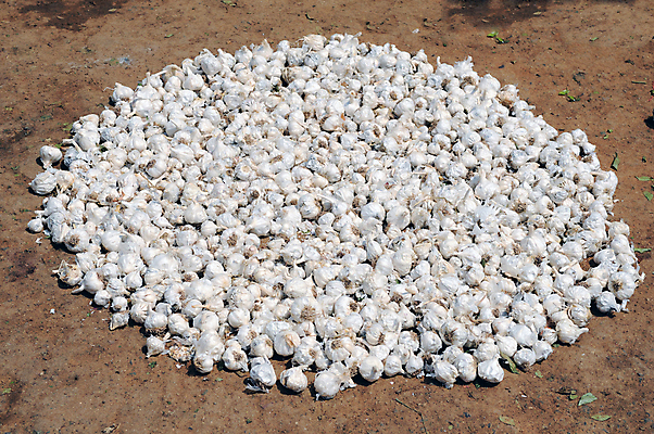 포토 JPG 해외이미지 음식 농업 채소 자연 건조 파슬리 건강 마늘 요리 사람없음 태양 수확 신선 시장 맛 약초 먹기 향신료 매움 냄새 아로마 악취 채식주의자 해외포토 자연요소 산업 컨셉 모션 풀_식물 생태계 채식 향미료 파일형식 이미지허브