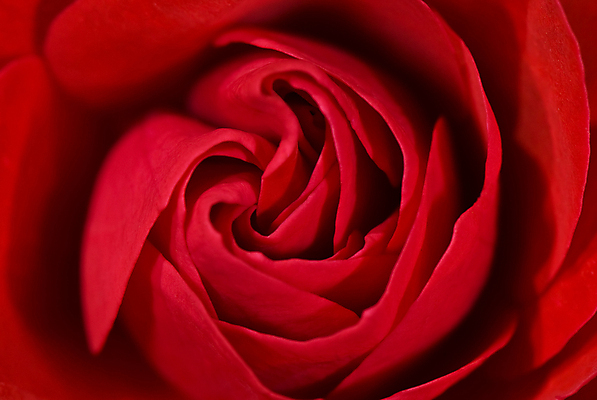 포토 JPG 해외이미지 식물 꽃잎 꽃 분홍색 백그라운드 꽃무늬 자연 선물 사랑 사람없음 빨간색 뷰티 장미 머리 정원 낭만 벚꽃 닫기 향수 싱글 향기 아로마 아로마테라피 해외포토 감정 컬러 컨셉 무늬 모션 신체부위 화장품 생태계 냄새 테라피 파일형식 이미지허브