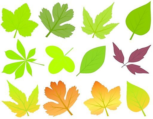 EPS 해외이미지 클립아트 나무 식물 디자인 계절 백그라운드 단풍 낙엽 잎 패턴 일러스트 종류 그래픽 장식 초록색 여름 세트 컬러풀 갈색 노란색 환경 봄 가을 나뭇가지 신선 황금 수집 원예 질감 내추럴 엘리먼트 해외일러스트 컬러 무늬 취미 파일형식 벡터 이미지허브