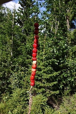 포토 JPG 해외이미지 식물 손 열매 음식 다이어트 과일 자연 딸기 건강 관리 사람없음 빨간색 정원 성장 밀짚 해외포토 컬러 신체부위 짚 생태계 파일형식 이미지허브