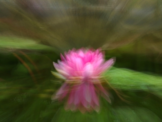 포토 JPG 해외이미지 꽃 분홍색 백그라운드 자연 추상 사람없음 초록색 봄 깊이 블러 해외포토 식물 계절 컬러 무늬 생태계 파일형식 이미지허브