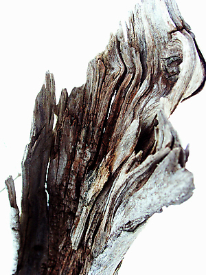 포토 JPG 해외이미지 나무 식물 계절 공원 줄기 겨울 꽃무늬 자연 아침 사람없음 목재 갈색 정원 추위 안개 백발 흰색 시골 황무지 숲 원예 생물학 서리 뿌연 해외포토 주간 헤어스타일 공공시설 교육 꽃 컬러 무늬 재료 날씨 취미 생태계 파일형식 이미지허브