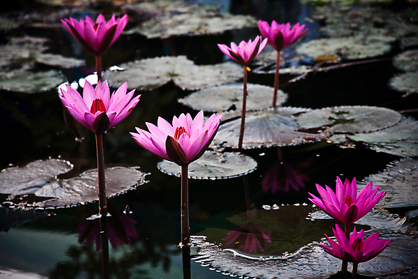 포토 JPG 해외이미지 식물 계절 꽃잎 꽃 아시아 종교 호수 백그라운드 잎 꽃무늬 패턴 태국 자연 사람없음 야외 물 컬러풀 뷰티 평화 환경 정원 보라색 침묵 벚꽃 연못 개화 묘사 명상 싱글 내추럴 해외포토 자연요소 나라 컬러 컨셉 무늬 소리 생태계 파일형식 이미지허브