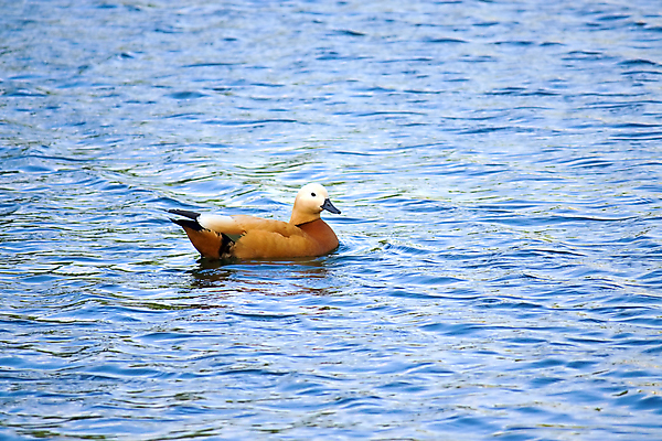 포토 JPG 해외이미지 동물 포즈 자연 조류 오리 동물원 사람없음 빨간색 물 수영 연못 보호 그림 러시아 거위 해외포토 멸종위기종 자연요소 유럽 컬러 컨셉 수상스포츠 생태계 파일형식 이미지허브