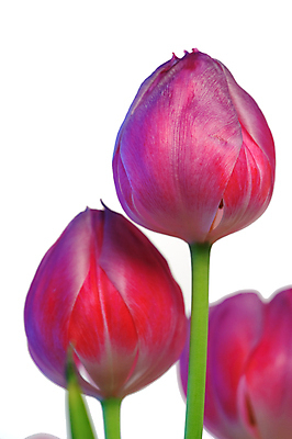 포토 JPG 해외이미지 식물 꽃 자연 사람없음 초록색 보라색 튤립 흰색 고립 해외포토 컬러 생태계 파일형식 이미지허브