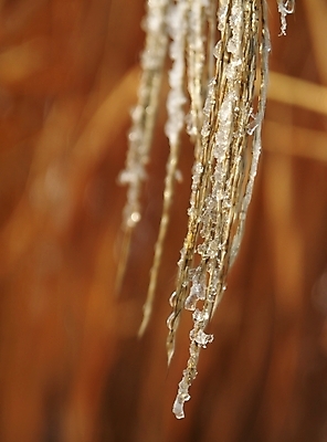 포토 JPG 해외이미지 백그라운드 겨울 지팡이 추상 사람없음 파란색 뷰티 얼음 나뭇가지 C 해외포토 자연요소 나무 알파벳 계절 컬러 무늬 파일형식 이미지허브