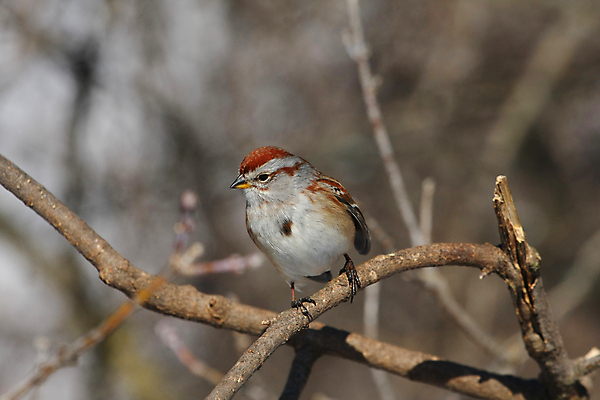 포토 JPG 해외이미지 나무 동물 1 남자 야생동물 잎 날개 노래 자연 조류 주택 앉기 사람없음 야외 초록색 뷰티 갈색 정원 검은색 흰색 나뭇가지 닫기 작음 깃털 꼬리 부리 참새 내추럴 동물상 해외포토 식물 음악 컬러 모션 사람 건물 조형물 크기 생태계 파일형식 이미지허브