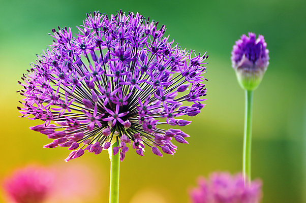 포토 JPG 해외이미지 꽃 꽃무늬 공 자연 양파 사람없음 장식 여름 정원 보라색 봄 벚꽃 원형 원예 해외포토 도형 식물 계절 컬러 무늬 채소 취미 생태계 파일형식 이미지허브