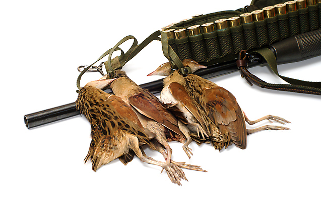 포토 JPG 해외이미지 동물 계절 무기 백그라운드 조류 통 옥수수 사람없음 총 껍질 흰색 먹이 트로피 사냥 슛 사냥꾼 총알 고립 동물상 엽총 철강 파우치 해외포토 직업 컬러 가방 곡류 조형물 상_우승 파일형식 이미지허브