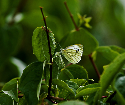 포토 JPG 해외이미지 계절 야생동물 나비 곤충 잎 자연 잉글랜드 사람없음 여름 흰색 관목 서식스 해외포토 나무 식물 동물 컬러 영국 생태계 파일형식 이미지허브