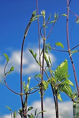 포토 JPG 해외이미지 식물 백그라운드 잎 자연 새로움 사람없음 초록색 새싹 환경 정원 봄 성장 시골 신선 작음 생태학 처음 해외포토 계절 교육 컬러 컨셉 크기 생태계 파일형식 이미지허브