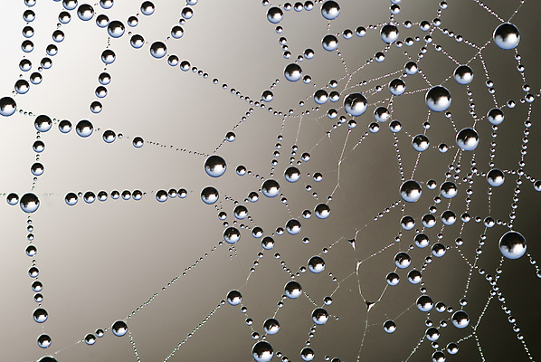 포토 JPG 해외이미지 사람없음 물 웹 거품 물방울 네트워크 떨어짐 이슬 연결 거미줄 캔버스 거미 철사 여의주 해외포토 자연요소 곤충 컨셉 인터넷 파일형식 이미지허브
