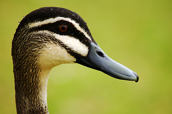 포토 JPG 해외이미지 동물 야생동물 자연 조류 오리 사람없음 강 머리 깃털 부리 거위 내추럴 해외포토 신체부위 생태계 파일형식 이미지허브