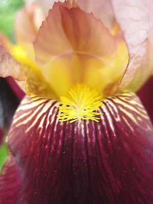 포토 JPG 해외이미지 꽃 수염 사람없음 줄무늬 입 붓꽃 꽃수술 해외포토 식물 무늬 신체부위 파일형식 이미지허브