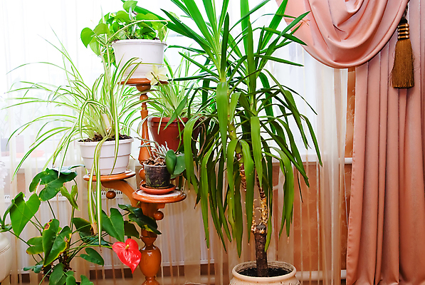 포토 JPG 해외이미지 나무 식물 꽃 문화 화초 잎 자연 주택 실내 사람없음 내부 초록색 방 상록수 심기 벨벳 해외포토 컬러 모션 건물 실크 생태계 파일형식 이미지허브