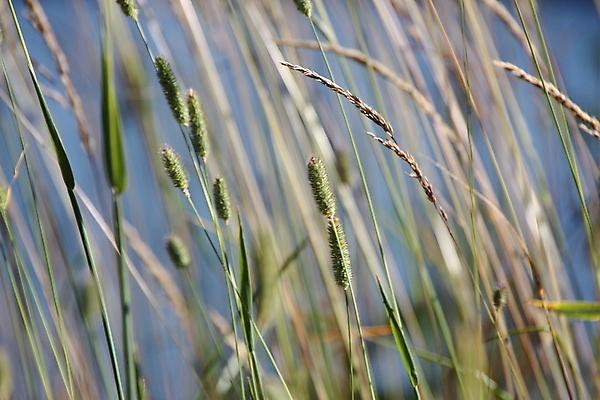 포토 JPG 해외이미지 식물 계절 줄기 밭 자연 바람 휴식 사람없음 야외 초록색 파란색 농작물 노란색 평화 환경 맑음 화목 침묵 수확 시골 신선 개화 플랫 닫기 순수 웨이브 꽃가루 밀짚 해외포토 자연요소 꽃 컬러 컨셉 농업 모션 날씨 소리 짚 가루 생태계 파일형식 이미지허브