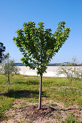 포토 JPG 해외이미지 나무 식물 계절 잎 농업 과일 자연 하늘 사람없음 야외 세로 초록색 파란색 뷰티 농장 정원 활발 성장 벚꽃 나뭇가지 체리 올리브 내추럴 해외포토 열매 꽃 산업 컬러 컨셉 생태계 파일형식 이미지허브