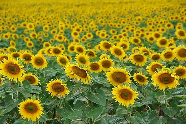 포토 JPG 해외이미지 주간 꽃밭 해바라기 풍경 초원 사람없음 야외 여름 전원 기름 해외포토 자연요소 계절 꽃 음식 전기에너지 파일형식 이미지허브