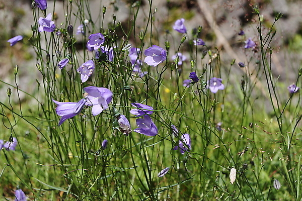 포토 JPG 해외이미지 식물 계절 꽃잎 꽃 백그라운드 꽃무늬 전구 자연 사람없음 야외 초록색 파란색 뷰티 봄 들꽃 성장 벚꽃 시골 신선 닫기 다발 묘사 원예 블루벨 해외포토 컬러 무늬 모션 취미 생태계 파일형식 이미지허브