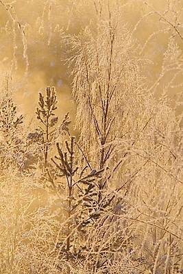 포토 JPG 해외이미지 나무 겨울 사람없음 태양 노란색 안개 황금 숲 해외포토 자연요소 식물 계절 컬러 날씨 파일형식 이미지허브