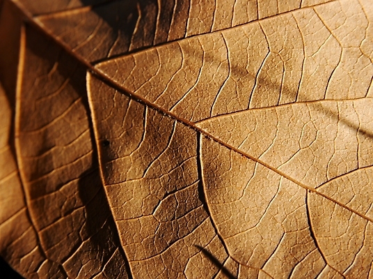 포토 JPG 해외이미지 식물 계절 공원 백그라운드 단풍 잎 자연 건조 사람없음 갈색 노란색 환경 죽음 닫기 떨어짐 보호 숲 묘사 유기농 내추럴 창백 땅바닥 취급주의 해외포토 웰빙 공공시설 컬러 컨셉 모션 바닥 경고 생태계 파일형식 이미지허브