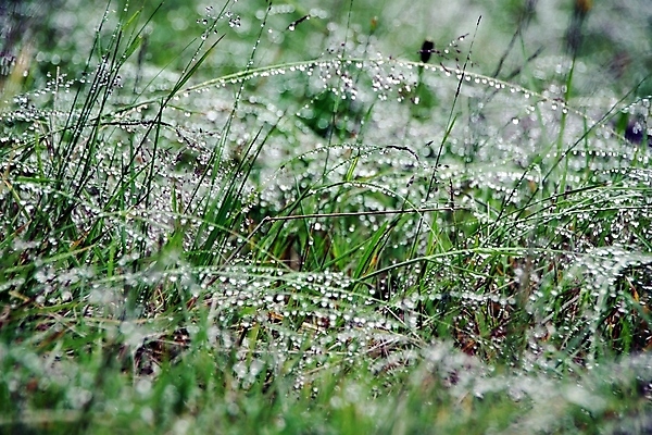 포토 JPG 해외이미지 식물 백그라운드 자연 아침 추상 잔디 사람없음 초록색 물 빛 반사 환경 봄 물방울 신선 닫기 떨어짐 보호 이슬 유기농 분무기 밀짚 내추럴 민물 해외포토 주간 자연요소 웰빙 계절 컬러 컨셉 무늬 모션 짚 생태계 파일형식 이미지허브