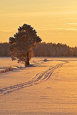 포토 JPG 해외이미지 나무 겨울 밭 하늘 사람없음 노란색 얼음 일몰 숲 트랙 해외포토 자연요소 식물 계절 컬러 농업 노을 파일형식 이미지허브