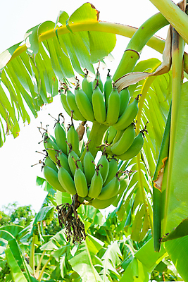 포토 JPG 해외이미지 나무 식물 꽃 음식 줄기 잎 농업 다이어트 과일 자연 바나나 건강 사람없음 초록색 파란색 농장 정원 성장 벚꽃 나뭇가지 신선 달콤 맛 다발 상쾌 유기농 내추럴 꼬투리 식용 해외포토 웰빙 감정 산업 컬러 컨셉 생태계 파일형식 이미지허브