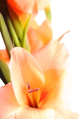 포토 JPG 해외이미지 식물 꽃 오렌지 자연 엄마 추상 사랑 사람없음 아웃포커스 빨간색 봄 벚꽃 흰색 인사 신용카드 닫기 원예 보케 내추럴 카피스페이스 해외포토 계절 감정 컬러 무늬 과일 가족 모션 촬영기법 취미 금융 공백 예절 생태계 파일형식 이미지허브