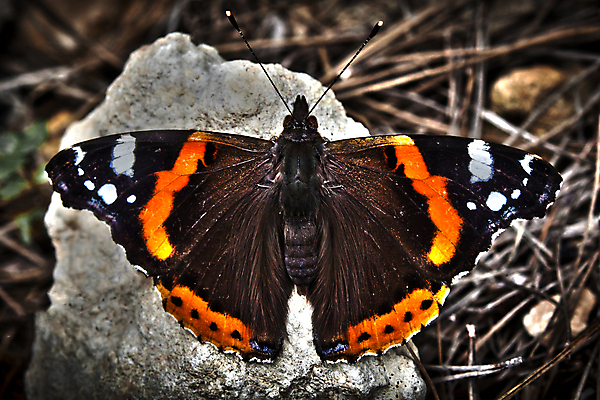 포토 JPG 해외이미지 야생동물 곤충 자연 사람없음 빨간색 벌레 지중해 나방 동물상 몰타섬 해외포토 동물 바다 컬러 섬 조형물 생태계 몰타 파일형식 이미지허브