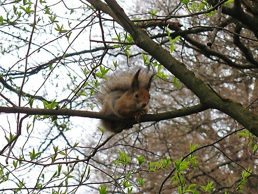 포토 JPG 해외이미지 나무 동물 1 공원 야생동물 포유류 자연 털 앉기 사람없음 야외 빨간색 여름 갈색 나뭇가지 아기 설치류 숲 작음 모피 꼬리 다람쥐 나무껍질 솜털 해외포토 식물 계절 공공시설 컬러 모션 사람 껍질 크기 생태계 파일형식 이미지허브