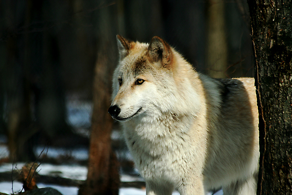 포토 JPG 해외이미지 주간 한마리 야생동물 사람없음 야외 아웃포커스 숲속 늑대 해외포토 자연요소 동물 1 포유류 촬영기법 숲 파일형식 이미지허브