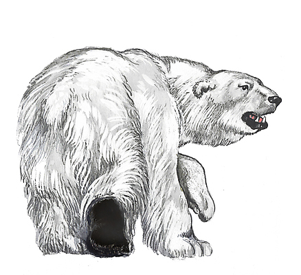 포토 JPG 해외이미지 동물 디자인 기념일 포스터 종이 야생동물 섬 과학 스티커 캐나다 겨울 곰 포유류 자연 날씨 털 노르웨이 종류 미술 경비 사람없음 야외 책 글로벌 환경 얼음 소리 달력 흰색 유머 큼 만화 북극 문신 사인 러시아 팩 북쪽 멸종 그린란드 생태학 해외포토 자연요소 계절 교육 감정 유럽 컬러 북아메리카 문화예술 덴마크 안전 이벤트 화장품 보호 크기 극지방 방향 생태계 파일형식 이미지허브