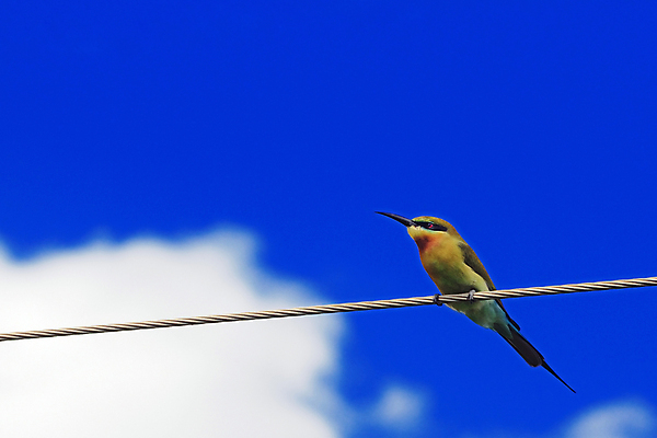 포토 JPG 해외이미지 동물 응시 유럽 야생동물 음식 무지개 자연 조류 앉기 사람없음 초록색 파란색 컬러풀 봄 자유 나뭇가지 그룹 둥지 미사일 부리 육식동물 계산서 글라이더 돌봄 섬광 수유 생존 놓기 해외포토 자연요소 나무 시선 계절 나라 컬러 컨셉 모션 생태계 파일형식 이미지허브