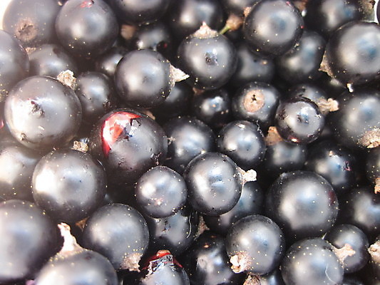 포토 JPG 해외이미지 열매 사람없음 빨간색 주스 수확 다리찢기 단절 해외포토 식물 음료 컬러 농업 모션 파일형식 이미지허브