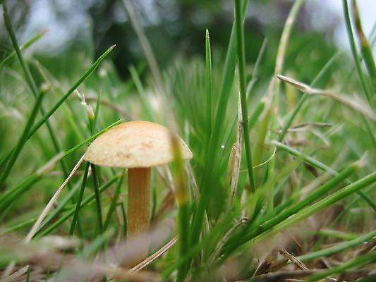 포토 JPG 해외이미지 새로움 잔디 사람없음 버섯 죽음 독약 작음 만족 나쁜 독버섯 캡모자 해외포토 식물 모자_잡화 감정 컨셉 크기 파일형식 이미지허브