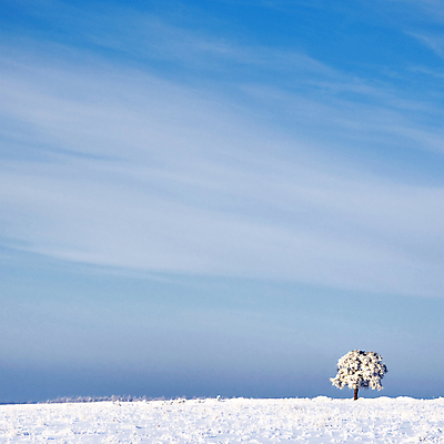 포토 JPG 해외이미지 나무 1 계절 겨울 자연 하늘 아침 바람 풍경 사람없음 야외 목재 파란색 얼음 추위 백발 흰색 시골 황무지 시원함 싱글 서리 장면 폭설 눈내림 카피스페이스 해외포토 주간 자연요소 식물 헤어스타일 컬러 재료 날씨 눈_날씨 공백 자연재해 생태계 파일형식 이미지허브