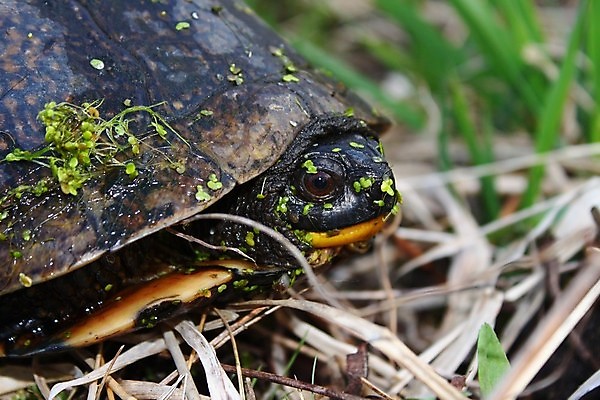 포토 JPG 해외이미지 동물 과학 파충류 자연 종류 미소 사람없음 야외 노란색 환경 거북이 보호 습지 생태계 생물학 북쪽 멸종 턱 생태학 해외포토 교육 컬러 컨셉 표정 방향 파일형식 이미지허브