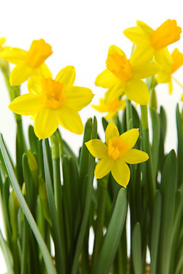 포토 JPG 해외이미지 식물 계절 꽃 행복 꽃무늬 자연 주택 선물 사람없음 장식 세로 컬러풀 뷰티 노란색 봄 낭만 벚꽃 신선 자르기 다발 배열 보따리 수선화 내추럴 해외포토 감정 컬러 컨셉 무늬 모션 건물 생태계 파일형식 이미지허브