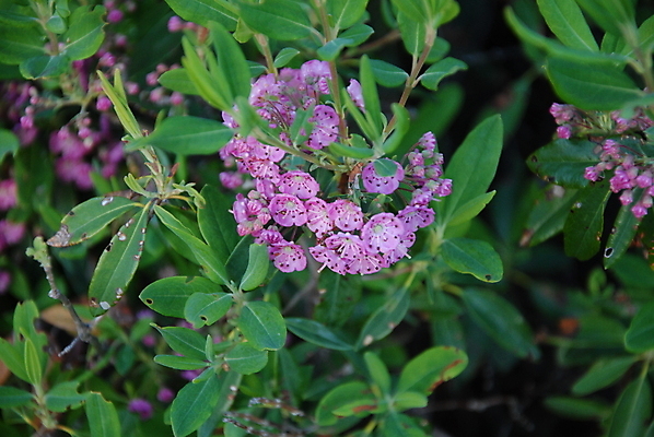 포토 JPG 해외이미지 식물 꽃 줄기 잎 사람없음 초록색 여름 뷰티 보라색 월계수 해외포토 계절 컬러 파일형식 이미지허브