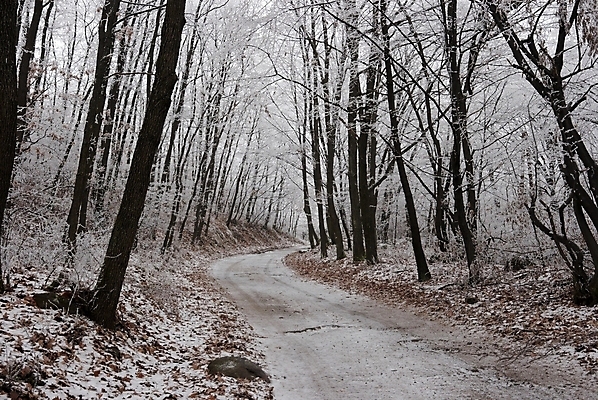 포토 JPG 해외이미지 나무 길 겨울 자연 사람없음 야외 눈 숲 가로수 해외포토 자연요소 식물 계절 날씨 생태계 파일형식 이미지허브