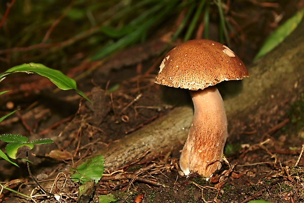 포토 JPG 해외이미지 주간 자연 나뭇잎 근접촬영 사람없음 야외 버섯 해외포토 자연요소 뷰포인트 잎 생태계 파일형식 이미지허브