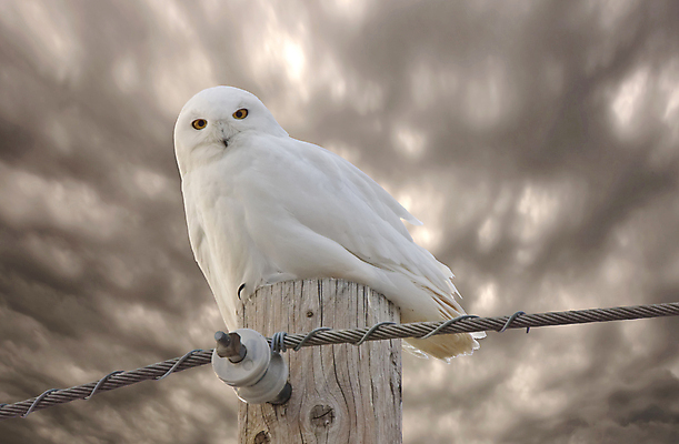 포토 JPG 해외이미지 동물 야생동물 겨울 자연 조류 사람없음 머리 추위 흰색 먹이 깃털 부리 육식동물 부엉이 사냥꾼 북쪽 솜털 경보 웅장함 눈내림 해외포토 직업 계절 컬러 눈_날씨 신체부위 방향 생태계 파일형식 이미지허브
