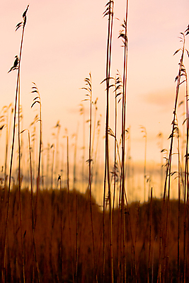 포토 JPG 해외이미지 실루엣 자연 하늘 따뜻함 사람없음 야외 빛 컬러풀 뷰티 평화 어둠 침묵 황혼 일몰 새벽 습지 내추럴 해외포토 자연요소 컬러 컨셉 촬영기법 노을 소리 생태계 파일형식 이미지허브