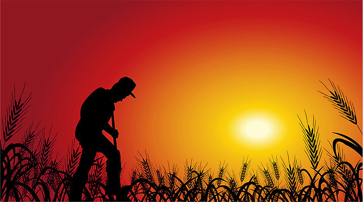 EPS 해외이미지 실루엣 밭 오렌지 일러스트 노동자 풍경 농장 농경지 수확 시골 작업 농부 밀 해외일러스트 직업 농업 과일 곡류 촬영기법 파일형식 벡터 이미지허브