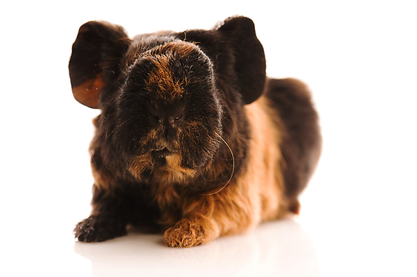 포토 JPG 해외이미지 한마리 사람없음 검은색 기니피그 해외포토 1 컬러 포유류 파일형식 이미지허브