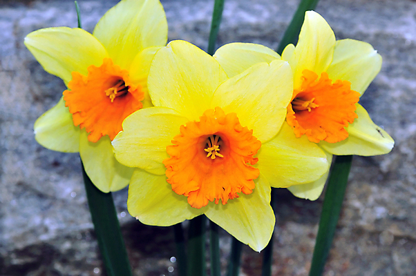 포토 JPG 해외이미지 식물 계절 꽃잎 꽃 백그라운드 잎 꽃무늬 밭 전구 자연 부활절 따뜻함 잔디 사람없음 야외 초록색 파란색 뷰티 노란색 환경 정원 봄 자유 성장 벚꽃 신선 개화 칼날 황금 원예 수선화 솜털 영원 수평선 해외포토 기념일 컬러 컨셉 무늬 농업 취미 생태계 파일형식 이미지허브
