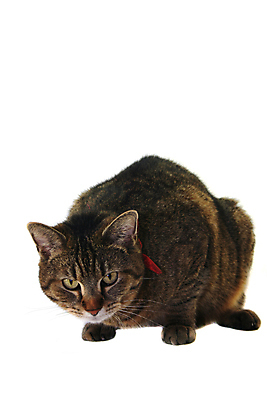 포토 JPG 해외이미지 동물 응시 여자 포유류 앉기 사람없음 반려동물 목도리 고양이 회색 육식동물 얼룩무늬 해외포토 시선 잡화 컬러 무늬 모션 사람 파일형식 이미지허브